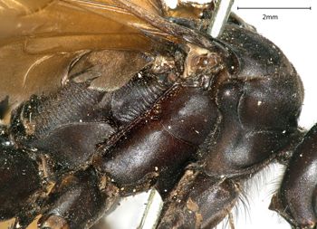 Media type: image;   Entomology 10012 Aspect: thorax lateral